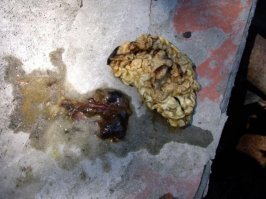 Я его вырастил еще 10 лет назад в банке "яги"! Так что я первый!