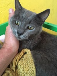 Не удержался. Кота зовут Серый. Но из-за почётного возраста зову его "Субсидия", ему 23