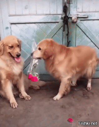 Конечно вторая собака будет морозится, там же два цветка))