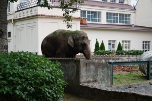 Это не слон, это наша старушка Преголя, слониха она