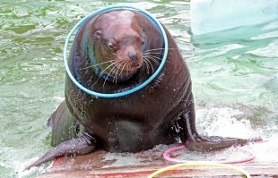 Еще  есть очень интересный и умный сивуч Ким,  в своё время в цирке выступал, попал в зоопарк после несчастного случая с дрессировщиком