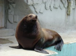 Еще  есть очень интересный и умный сивуч Ким,  в своё время в цирке выступал, попал в зоопарк после несчастного случая с дрессировщиком