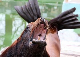 Еще  есть очень интересный и умный сивуч Ким,  в своё время в цирке выступал, попал в зоопарк после несчастного случая с дрессировщиком