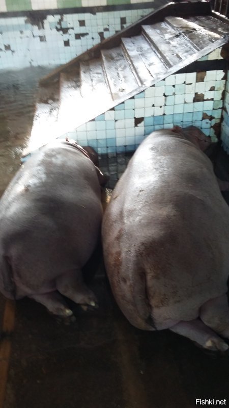 Март 2018- чистка в "бегемотнике"...лежали без воды- голубки.