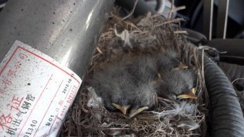 Владелец пригнал Ниву на СТО с жалобами на отсутствие тяги двигателя