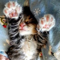 Моя коша когда была мелкой