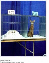 Кошачий фотопозитив