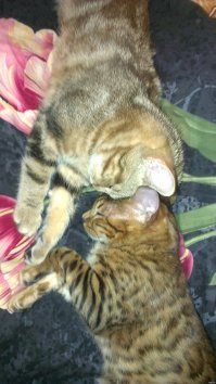 Кошачий фотопозитив