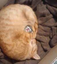 Кошачий фотопозитив