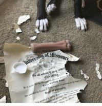 Собака-заподляка , конечно , но нахрена косточку в диплом заворачивать ?!