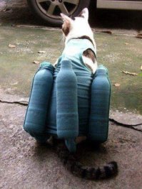 Когда Таиланд затопило года три-четыре назад - тоже подобных фоток было много.