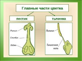 .... был у меня случайный секс с дзюдоисткой из одного моногорода - никакой разницы между дзюдоисткой и не дзюдоисткой не заметил :) У них пестик у нас тычинка :)