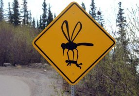 Воришка сдался полицейским из-за злых комаров