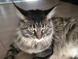 сетку поставь на окно. Котейка прекрасен, ухи выдают родню ;)