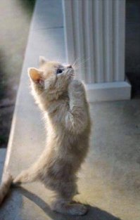 Субботний котопост