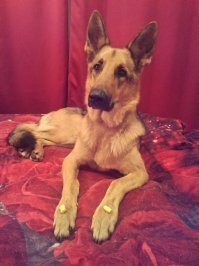 Мелкого забрали из приюта назвали Норд, дома все называют или Гугусик или Жопка:-)