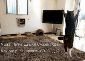 Субботний котопост