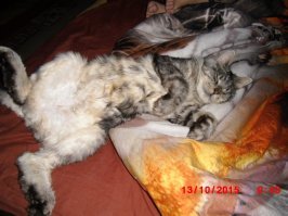 это его любимая поза для сна :)