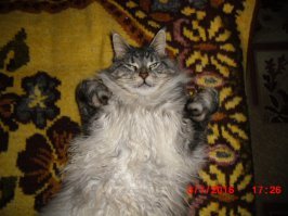 это его любимая поза для сна :)