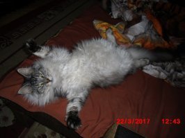 Когда кот не признал