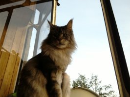 Когда кот не признал