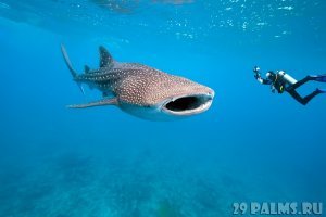 Это гигантская акула. Китовая другая.