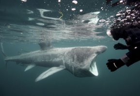 Это гигантская акула. Китовая другая.