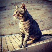 Я звала его Бубенчик)