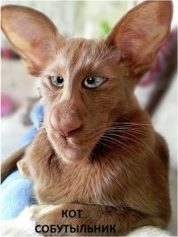 Очень колоритные уличные коты