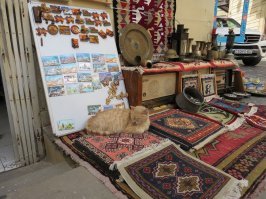 Очень колоритные уличные коты