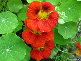 вот  настурция.а на  фото  виола или  анютины  глазки