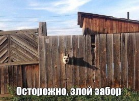 Гифки с разными зверушками