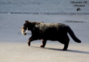Котейка на охоте