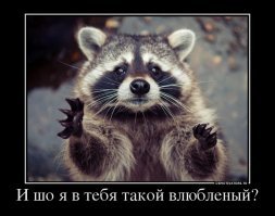 Енот вломился в дом и сожрал все самое вкусное на глазах у хозяйки