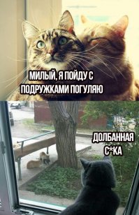 Очень колоритные уличные коты