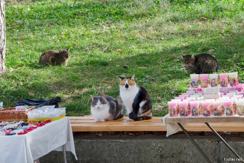 Болгарские котики - помогают продавать сувениры