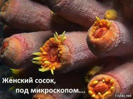 Вот как выглядит ваше тело под микроскопом