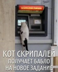 Очень колоритные уличные коты