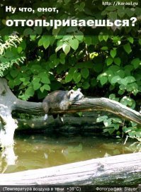 Еноты - гении адаптации