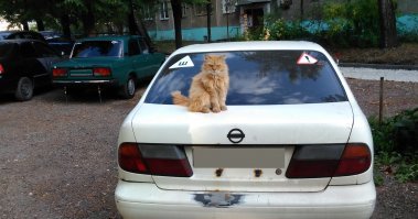 Суровый уличный кот