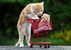 Субботний котопост