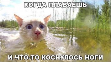 Очень колоритные уличные коты