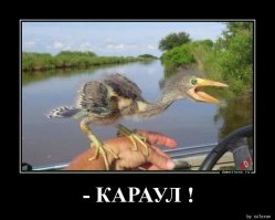 История про юморного деда и квадратные куриные яйца