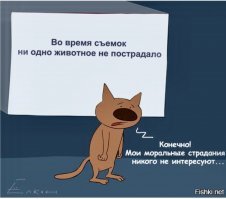 Енот-бейсджампер до смерти напугал прохожих