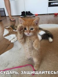 За котиков всегда плюс.А кто не поставит лайк,то к тому придет он