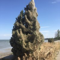 Зачем ехать в Грецию, когда в Таганроге такое почти каждый год?
