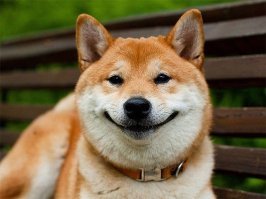 25 собак с очаровательными улыбками для поднятия настроения