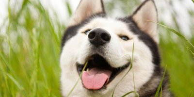 25 собак с очаровательными улыбками для поднятия настроения