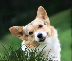 25 собак с очаровательными улыбками для поднятия настроения