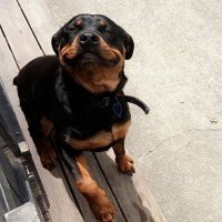 - Кто откусил соседскому коту хвост?
- Я! =)